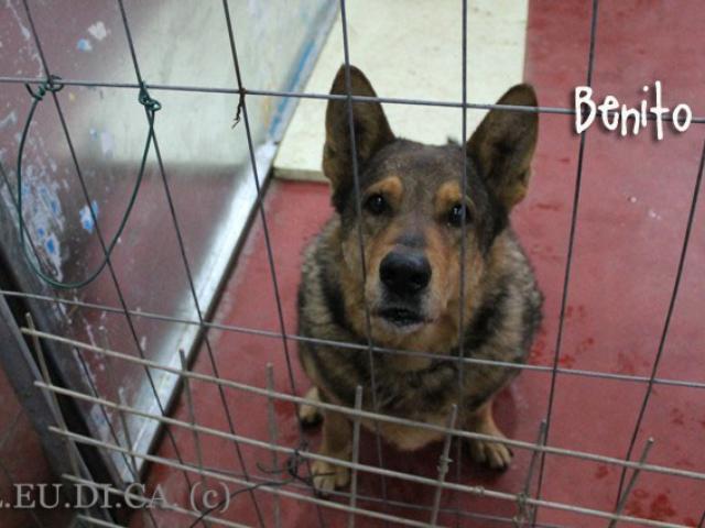 Benito nel box 